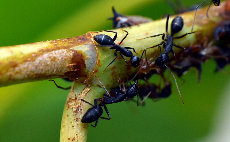 Zbavte se snadno mravenců
